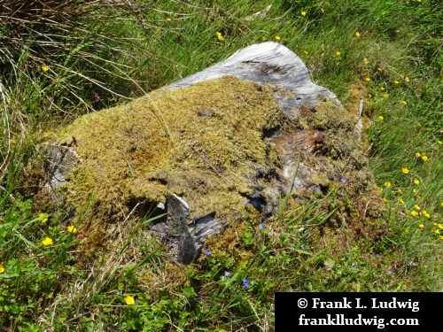 Cavan Burren